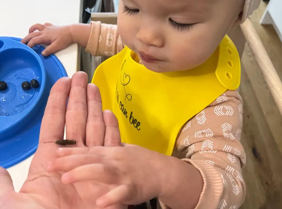 餵歲半女兒食蟋蟀，加拿大網紅稱每星期慳成千蚊。(網上圖片)