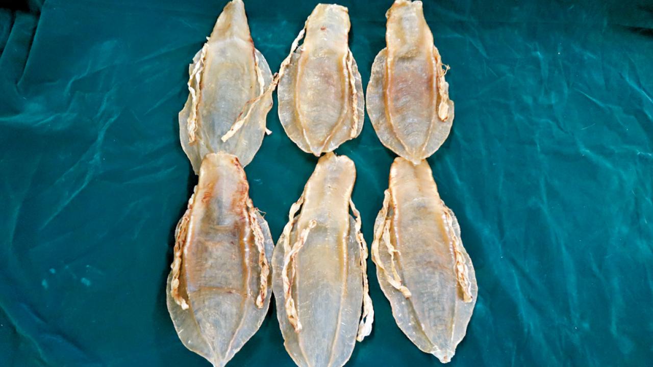 管有受管制石首魚花膠 婦人判監6個月