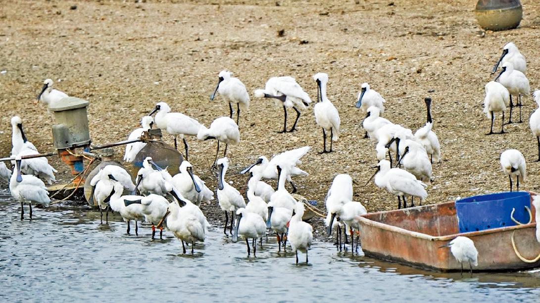 黑臉琵鷺全球普查 全球升7.2% 后海灣減兩成跌穿300隻