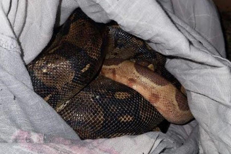 英拾荒女子打開「識走動」枕頭套　驚見4條肥大蟒蛇
