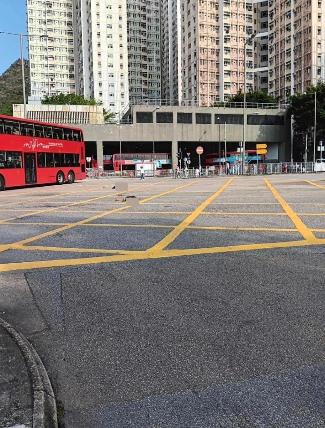 屯門兩唐狗遭巴士撞斃 雙雙伏屍馬路　狗主默默凝望狗屍：「大豬好乖」