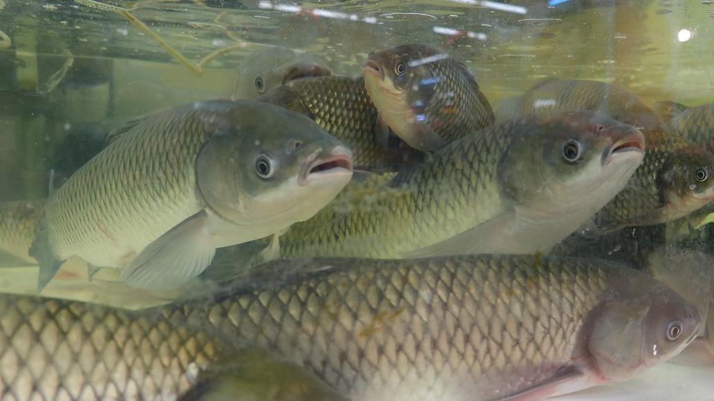 中環有鯇魚樣本被驗出孔雀石綠。(資料圖片／鍾式明攝)