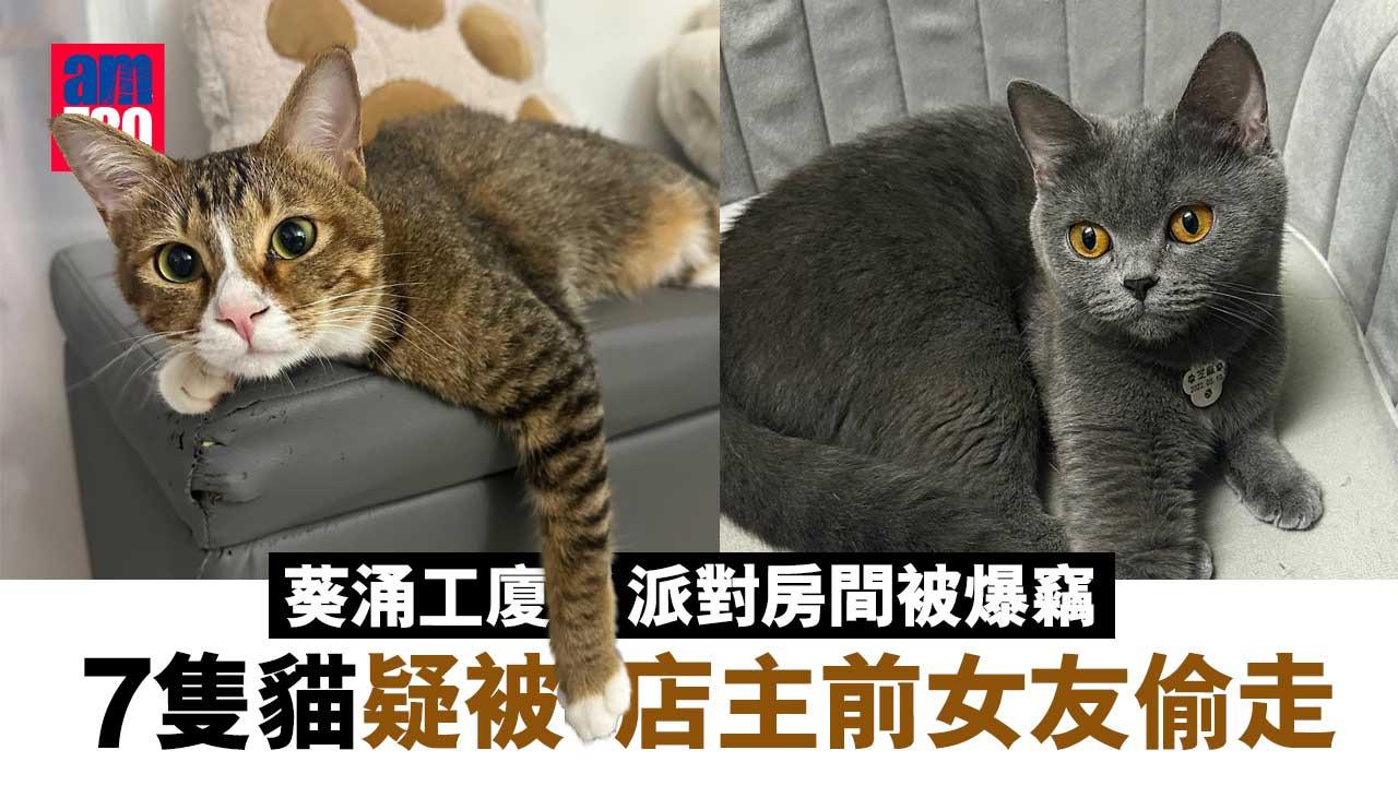 葵涌工廈貓屋7貓失竊案　偷貓賊疑為店主前女友