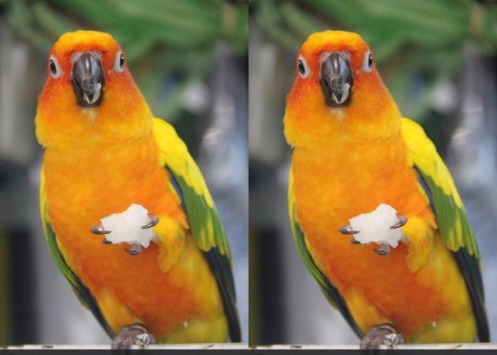 尋鳥｜筲箕灣街市釣魚店鸚鵡走失　男檔主急尋5歲GiGi