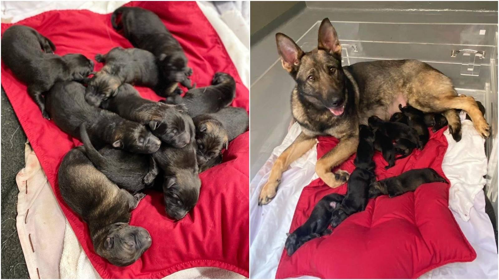 警犬隊喜添新力軍　警方：成保護香港市民重要力量