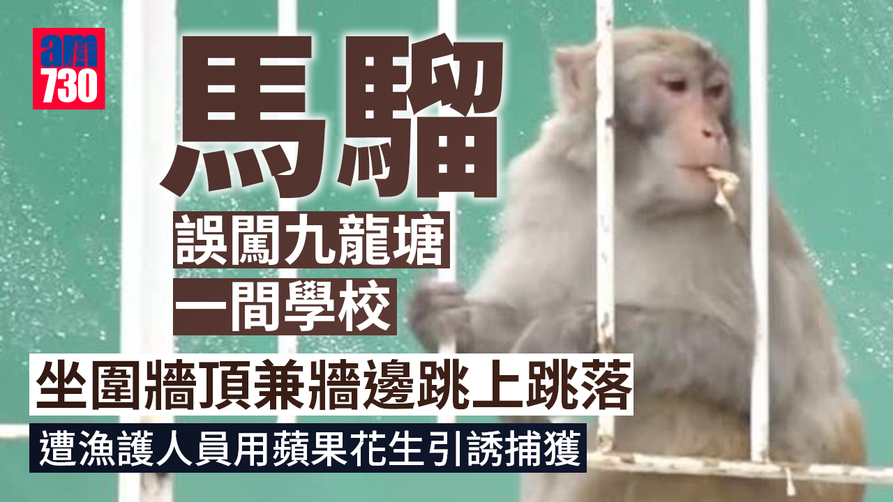 馬騮闖九龍塘學校牆邊跳上跳落 遭漁護人員花生引誘活捉