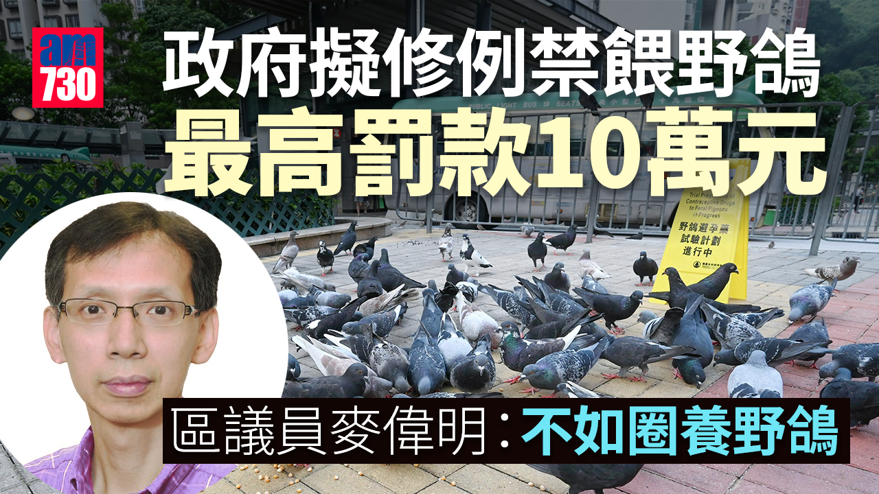 政府擬修例禁餵野鴿最高罰款10萬元　區議員反建議「不如圈養野鴿」