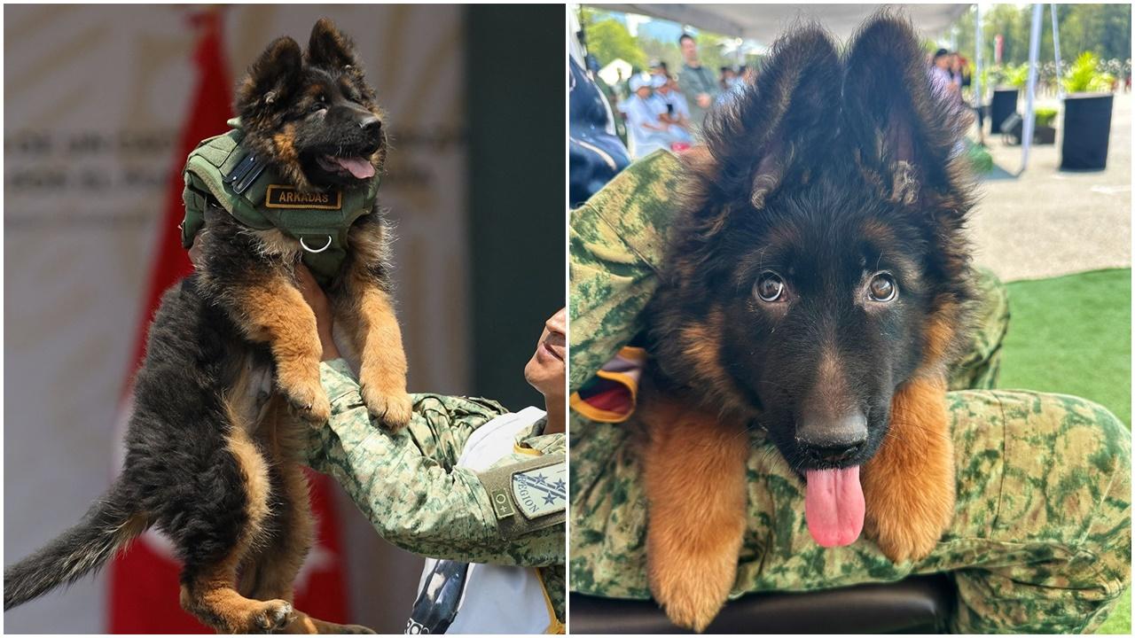 墨國搜救犬地震中殉職，獲土耳其贈德牧以表感激。(Twitter)