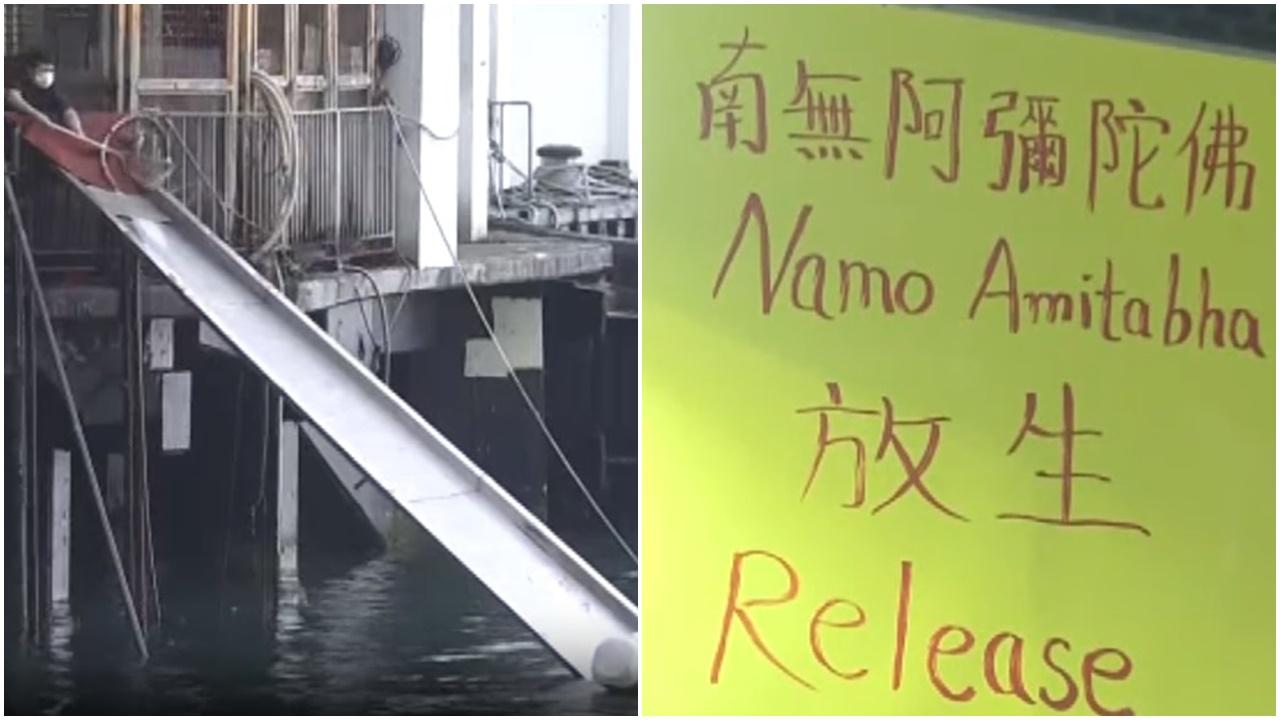 北角及荃灣碼頭有人趁佛誕放生。(電視截圖)