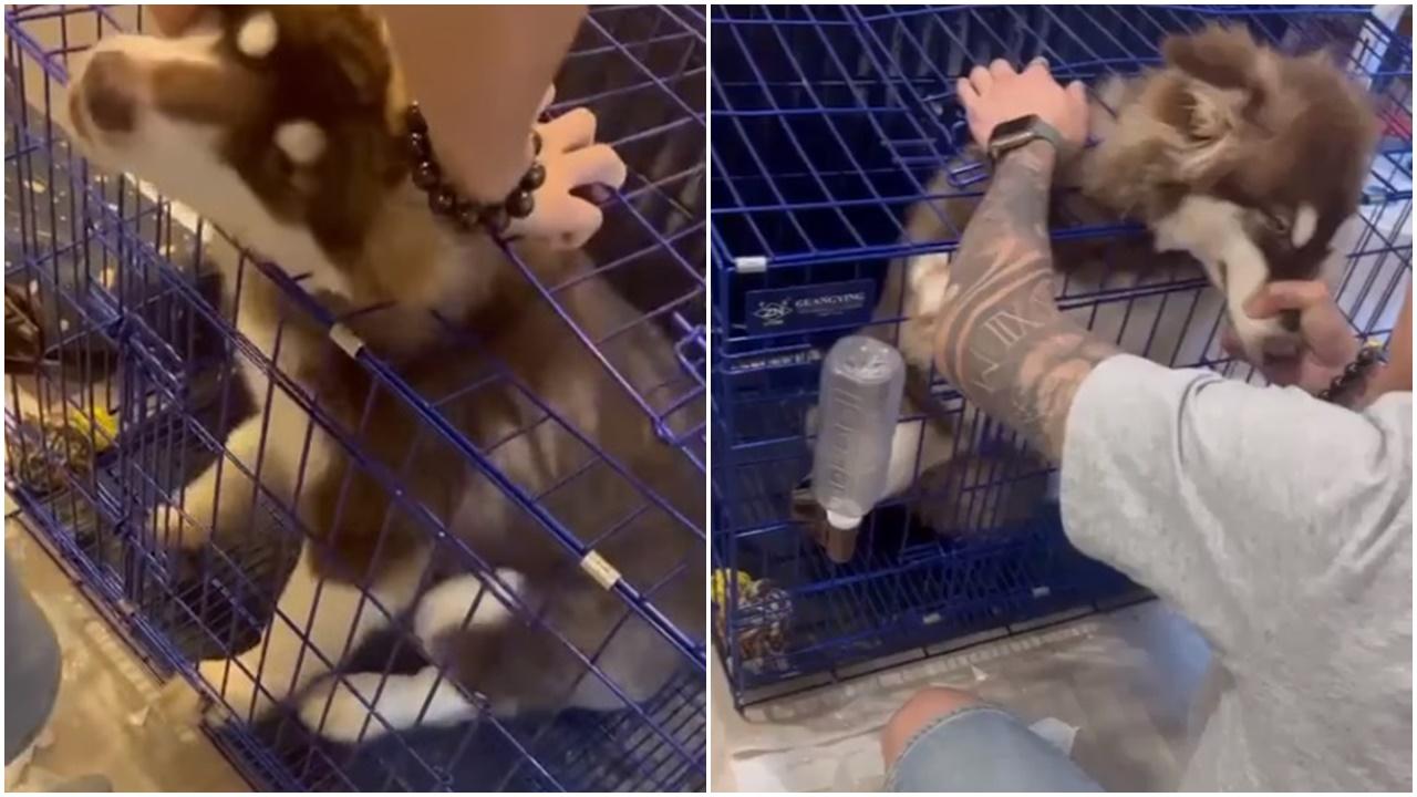 雪橇犬被人用鐵籠閘門夾頸險窒息，22歲男狗主被捕。(FB)