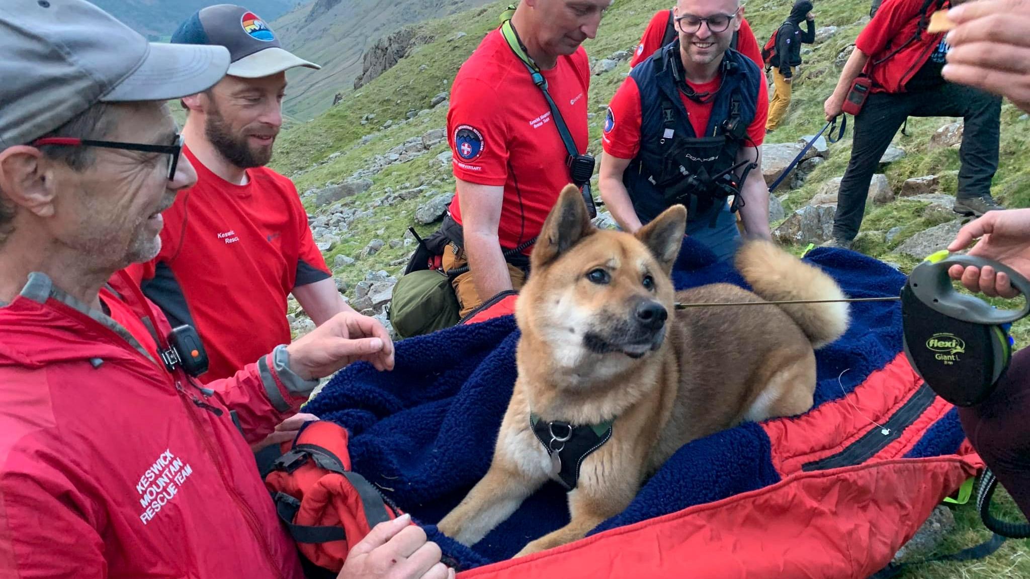 秋田犬英格蘭登山後拒落山，要出動13人拯救隊抬走。(FB)