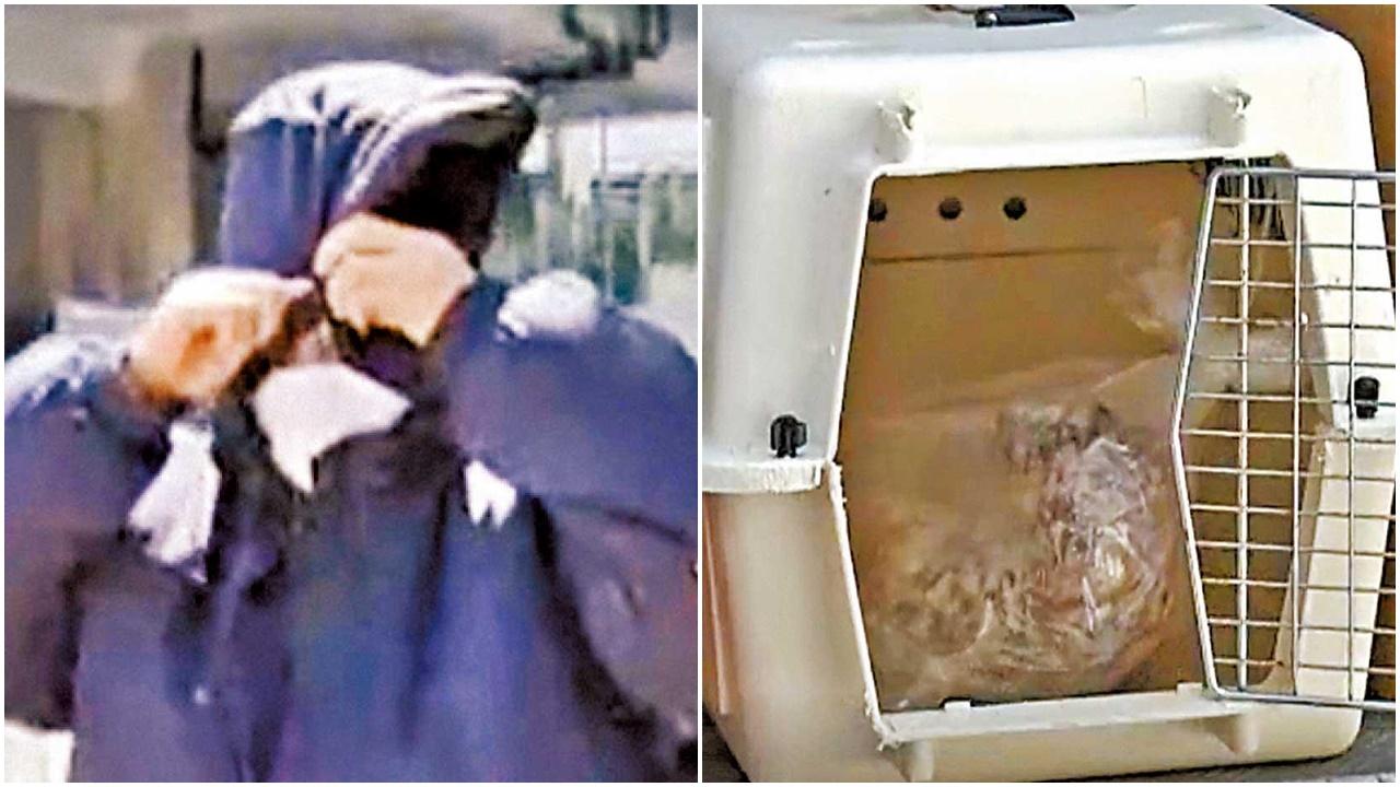 一名59歲女子企圖烹調貓隻食用