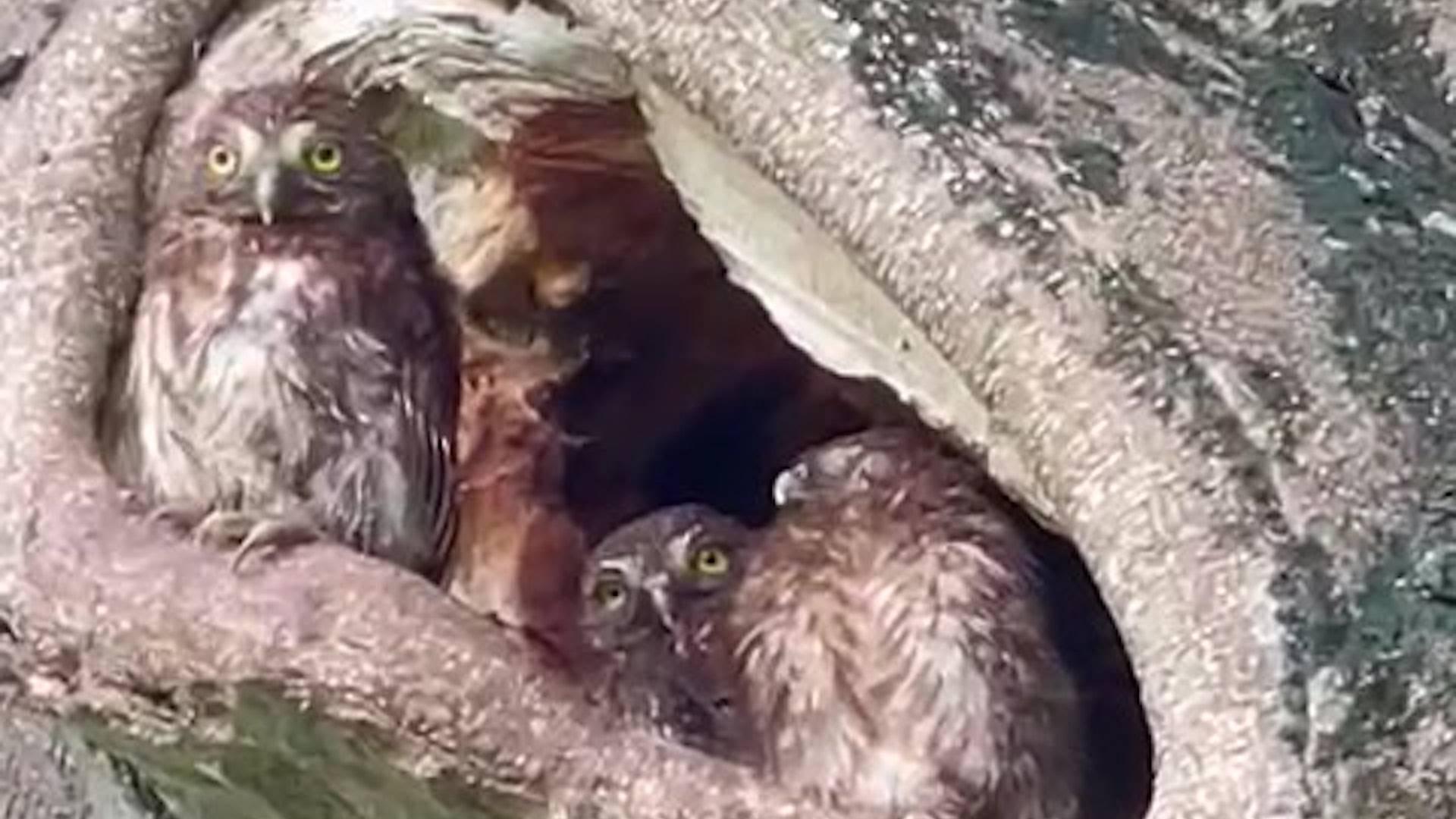 粉嶺高球場發現貓頭鷹棲息球場內　料屬斑頭鵂鶹