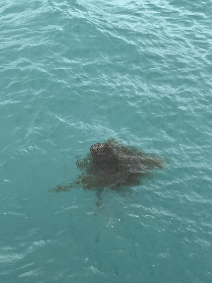 淡水巴西龜在海中被海草糾纏 市民疑善信「放生」入海報警（有片）