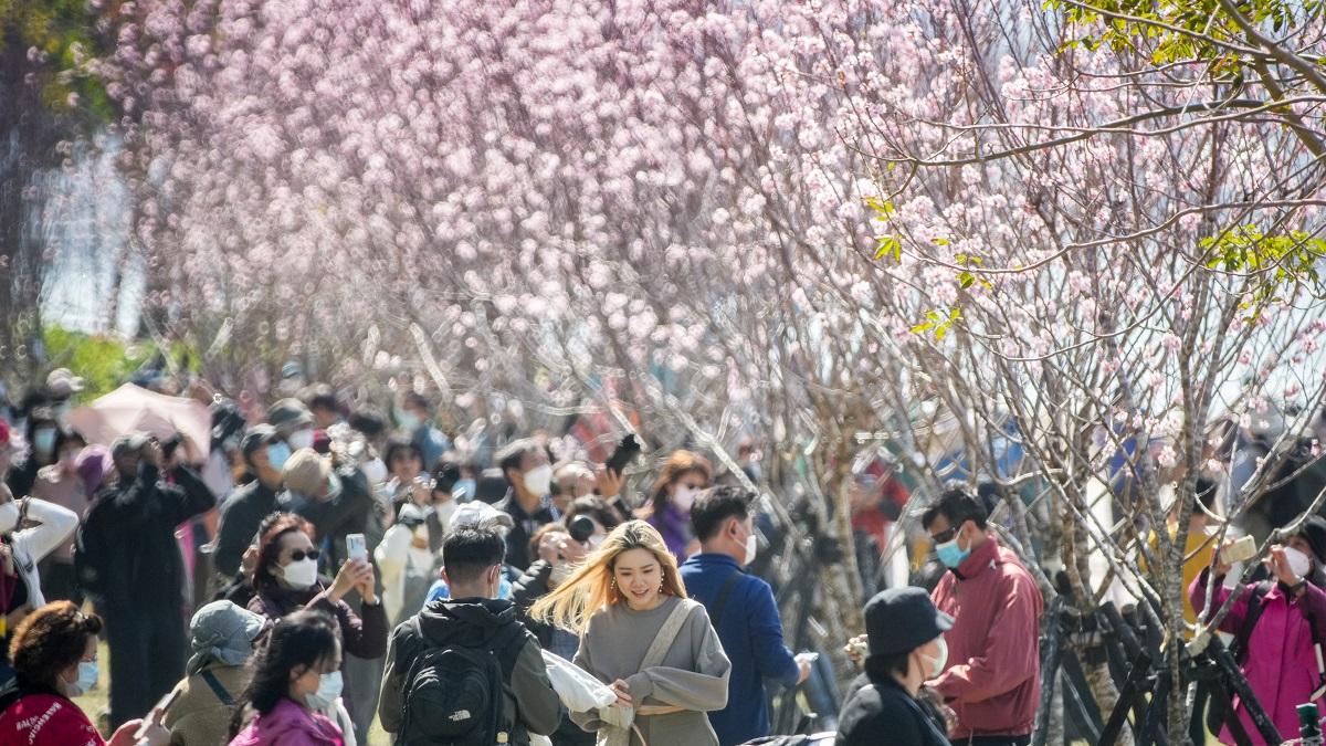 本港年初多區盛放櫻花，吸引不少市民到場「打卡」。(資料圖片／李睿哲攝)