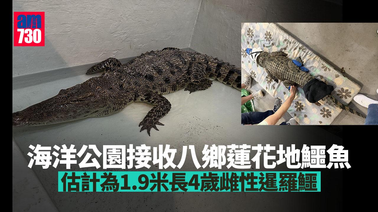 八鄉鱷魚獲海洋公園收留 料為4歲雌性暹羅鱷