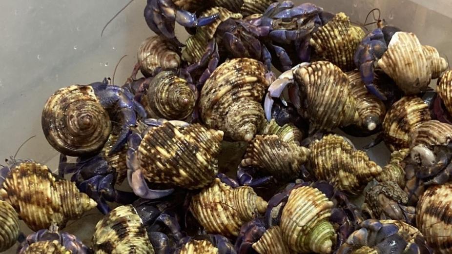 那霸警方檢獲的寄居蟹。(互聯網)