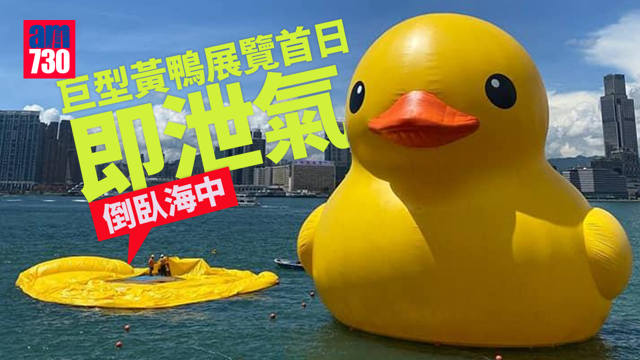 巨型黃鴨展覽首日即泄氣　倒臥海中