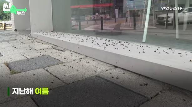 首爾街頭可見大量愛情蟲。(互聯網)