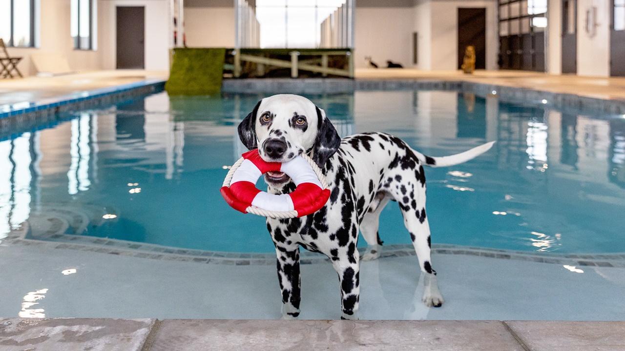 消委會指寵物游泳池資訊和安全措施欠透明，不足一半場地有職員考獲寵物急救證書。(網上圖片)