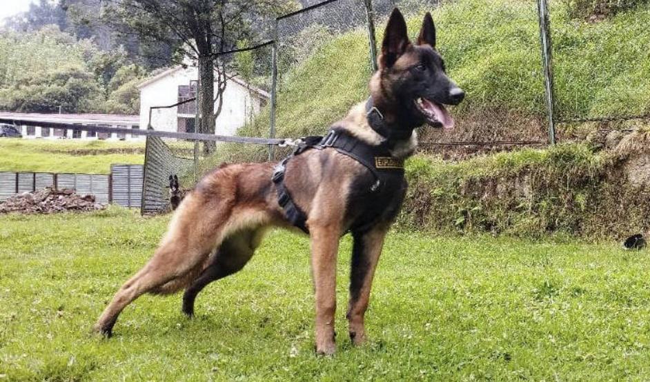 4姊弟墜機求生畫下相伴搜救犬，「功臣」突然失蹤軍方動員搜索。(網上圖片)