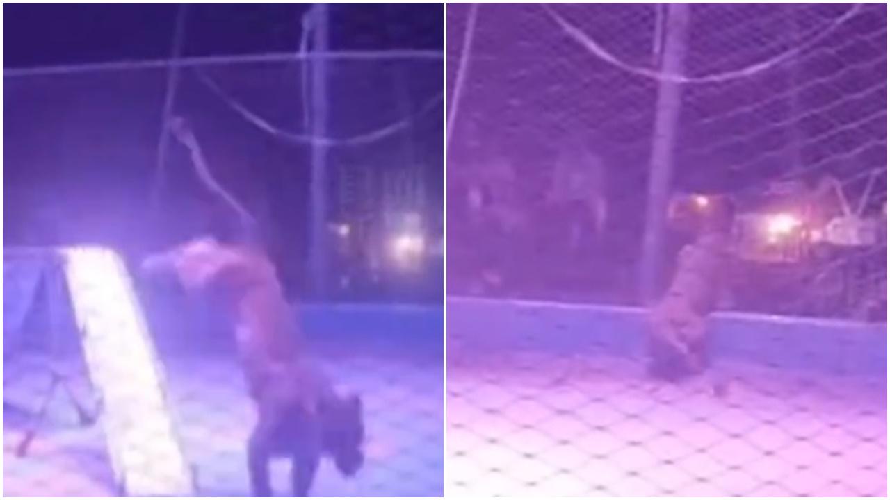 河北獅子欲破網而出，觀眾慌忙逃跑，網民：現在還有動物表演？(微博)