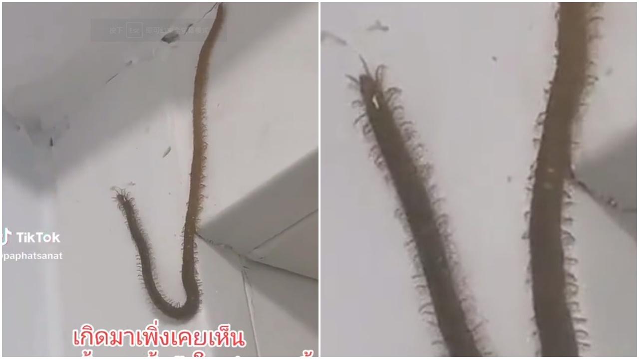 巨型蜈蚣牆上爬行百足晃動，網民：媽呀，我起晒雞皮。(Twitter)