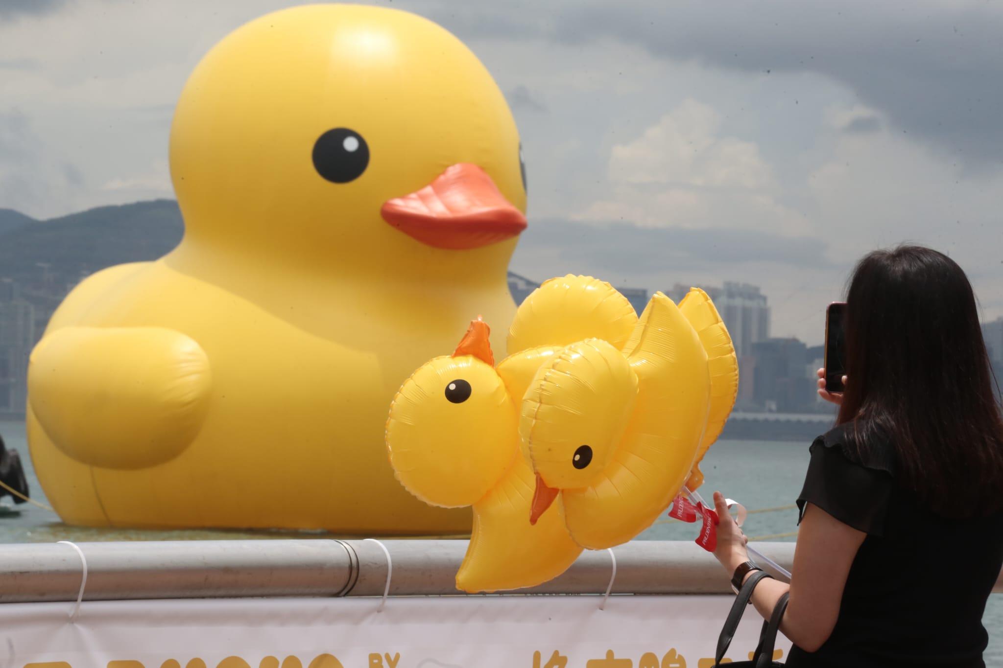 巨型黃鴨今起「打孖來」在金鐘對開的維港海面與市民見面。(資料圖片/董立華攝)