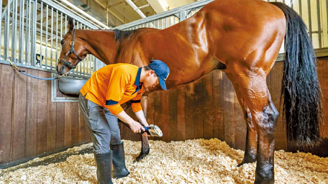 性格積極 做事專注及勤奮有優勢 馬會招募賽事見習學員