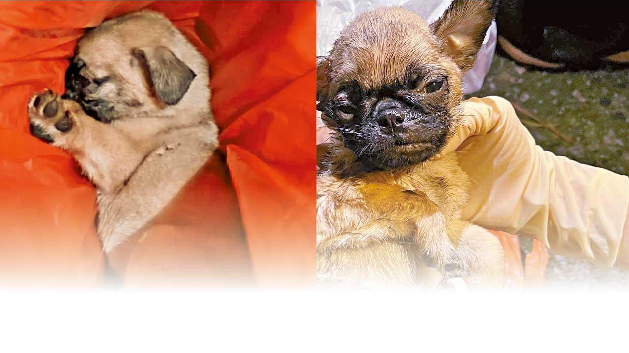 八哥B被封4層袋遺棄山邊終不治  棄狗漢：不想狗死在家中