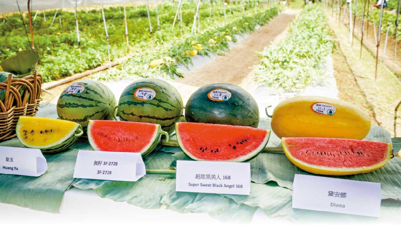 有機西瓜節周四起在青衣城舉辦 推介4款  一品種甜度達12度
