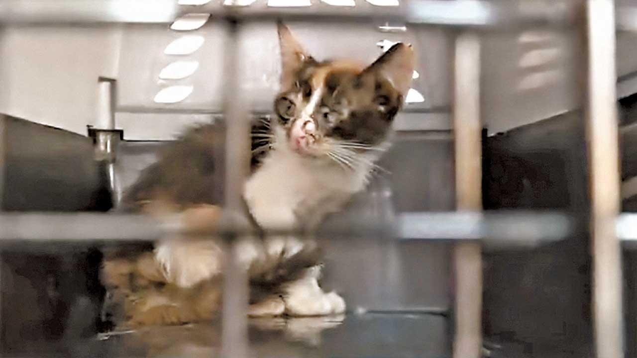 深水埗垃圾屋再有3貓被救，愛協相信仍有「漏網之貓」