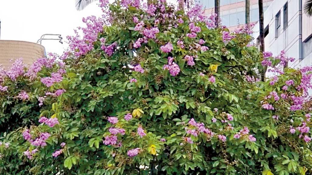 孫公解碼｜大花紫薇