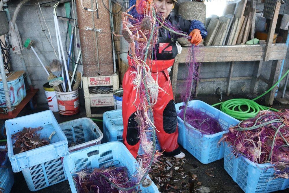 北海道漁民近期受捕獲大量長腳蟹所影響。