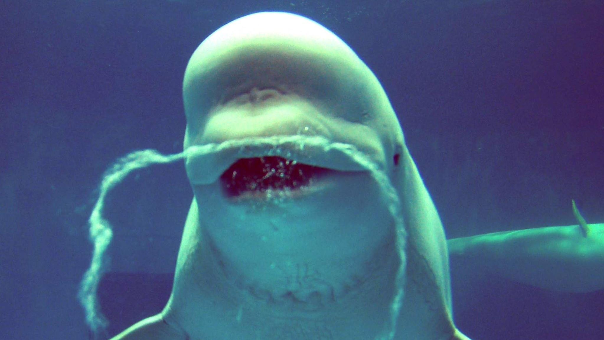 日本一隻會吹氣泡的白鯨病逝。(Twitter圖片)