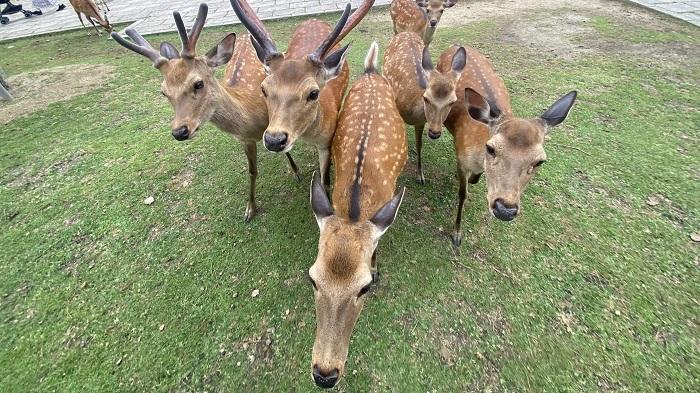日本網民指，在奈良與鹿接觸要小心蜱蟲。(Twitter圖片)