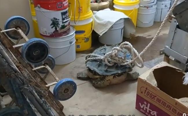 鱷龜從天而降飛墮新蒲崗工廈棚架　建築工人救入室內