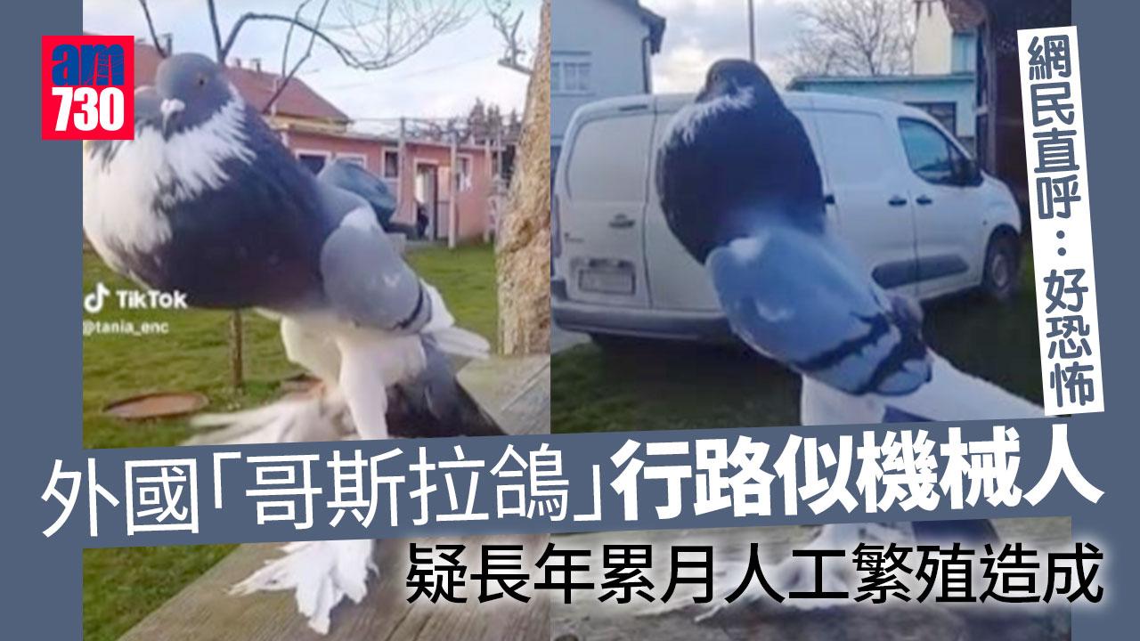 哥斯拉鴿挺胸走路似機械人 網民嚇親直呼：好恐怖