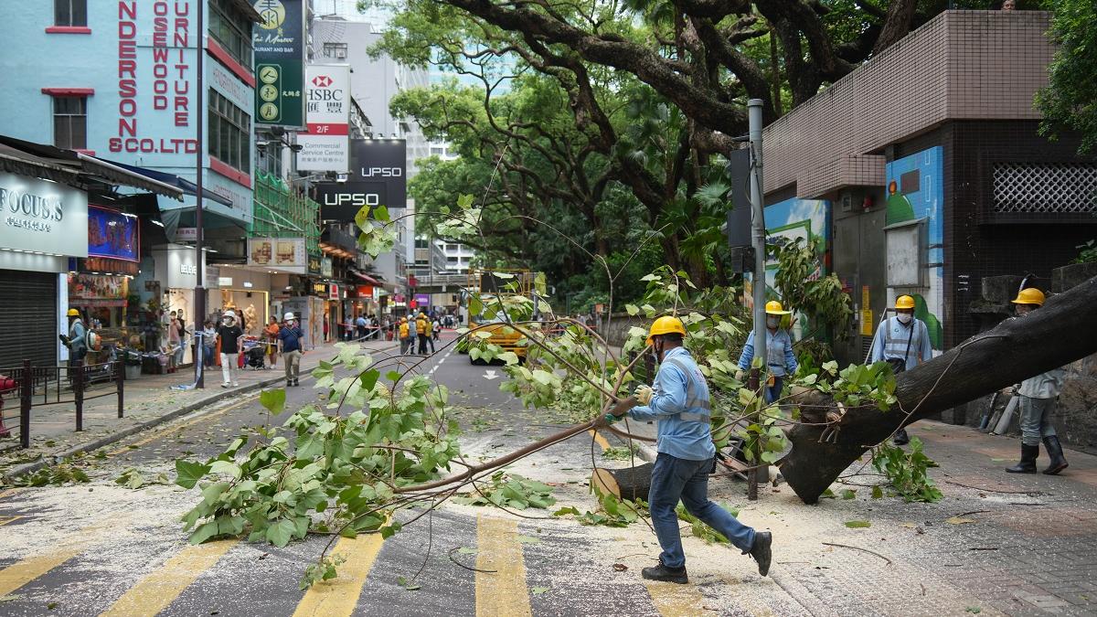 尖沙嘴日前發生塌樹意外。(資料圖片／李睿哲攝)