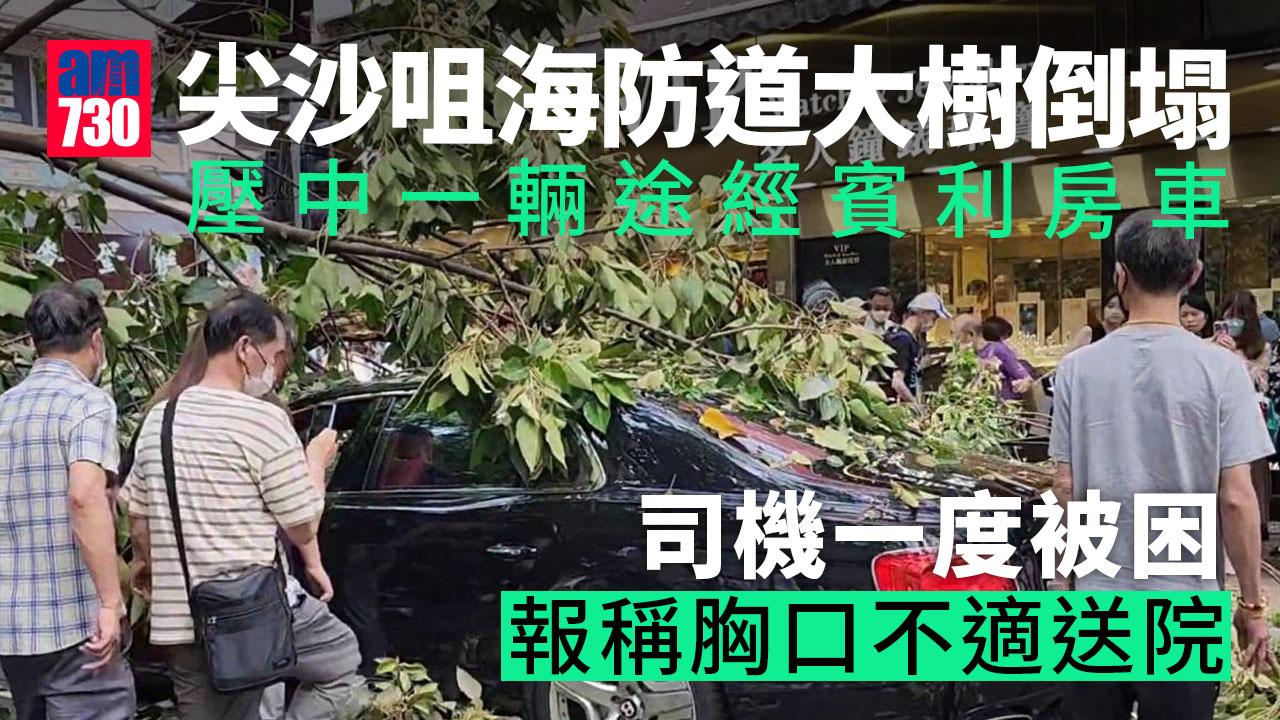 尖沙咀海防道大樹倒塌　壓中一輛途經賓利房車