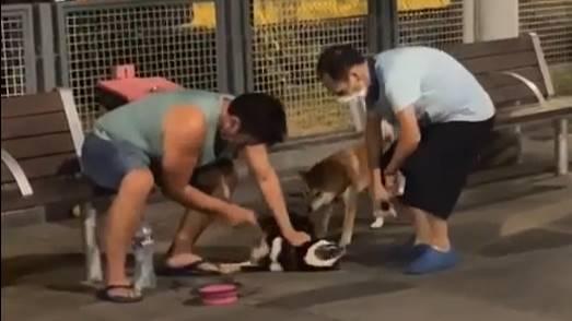 貨車司機涉虐待柴犬 證人指馴狗師教將狗反轉按地