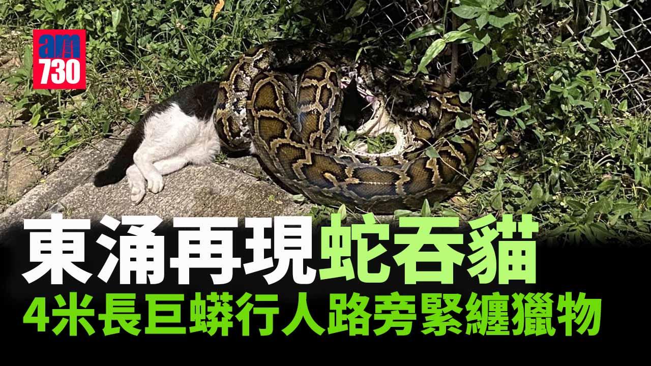 東涌4米長巨蟒疑再次出沒吞噬花貓　蛇王到場擒獲