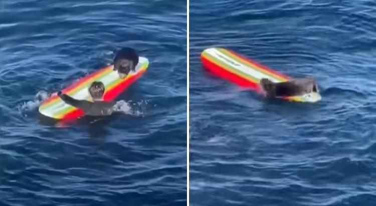 海獺爬上衝浪板並霸佔板子。(互聯網)