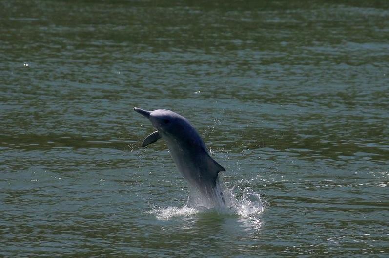 海豚活動，可能對泳客帶來威脅。(資料圖片)