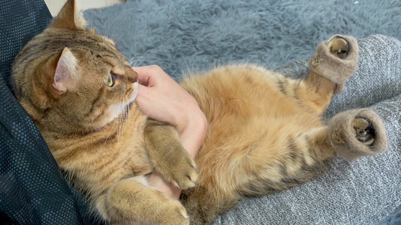 日本貓仔竟然著拖鞋！更奇的是拖鞋係用佢自己啲毛造……