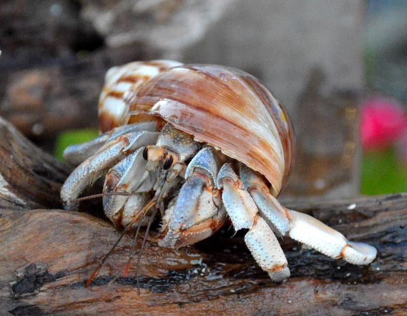 寄居蟹屬沖繩天然文化紀念物。(網上圖片)