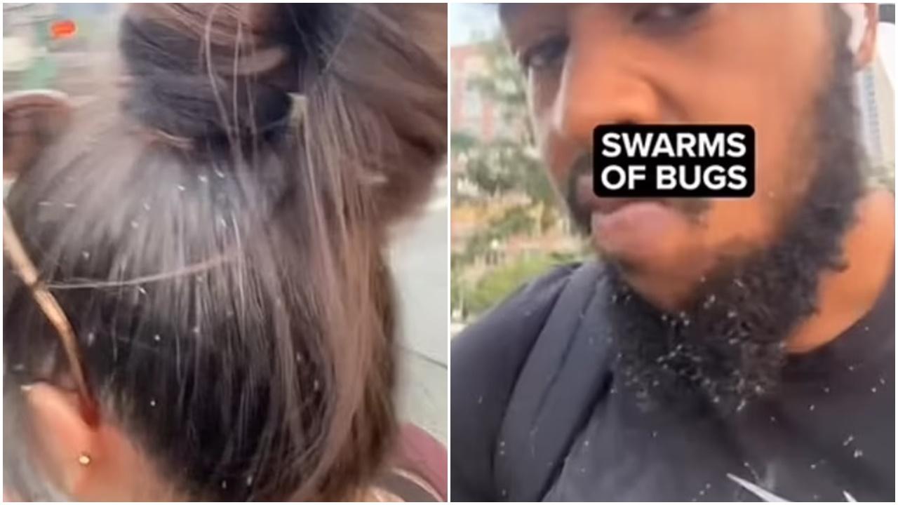 紐約居民頭髮鬍鬚卡滿蚜蟲，抖啖氣都可能吸入。(Twitter)