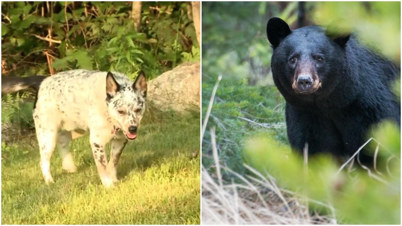 黑熊狂追愛犬，美國64歲大媽奮不顧身一拳擊退。(Twitter)