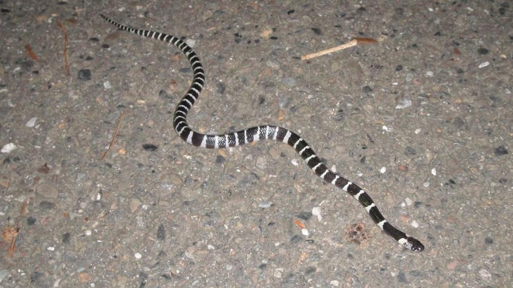 柴灣邨發現毒蛇銀腳帶，蛇王到場成功擒獲。(維基百科)