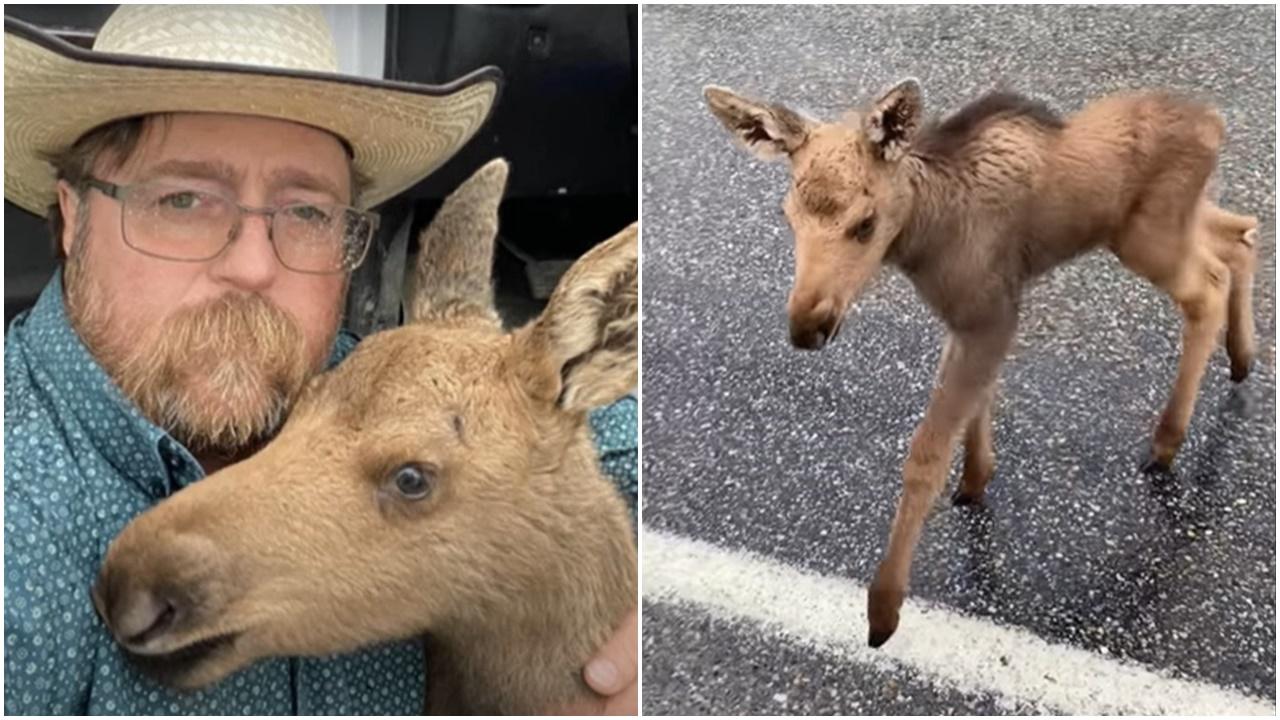 加拿大男好心救野生鹿B遭公司開除，因為這條法例。(YouTube)